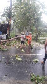 Hujan Deras Disertai Angin di Kalurahan Ngawis Membuat Beberapa Pohon Tumbang 